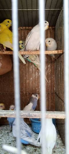 red black eye bajri parrots mutation finch breeder pair healthy active