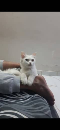 Persian breeder cat with odd eyes