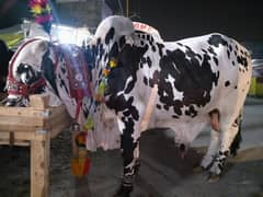 VIP qurbani cow for sale REASONABLE price