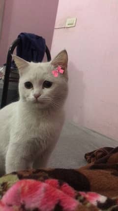 female cat for free