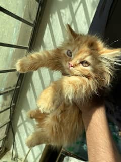 Persian Male Long Coat 2 Months For sale