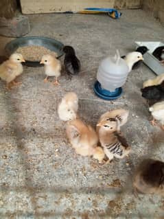 2 week old Golden misri chicks  available