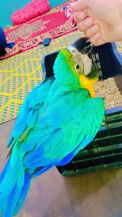 Healthy Active Macaw Parrot Chicks Available Contact 03362838259
