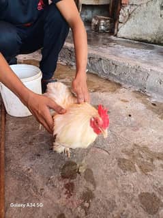 fancy and beautiful male hen for sell