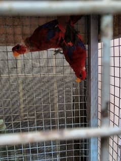 Red with Blue touch, Lory Lori Pair
