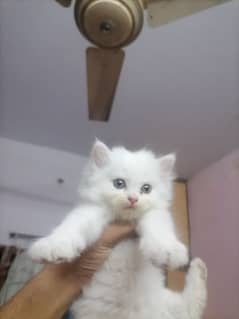 A cute doll punch face Male cat {03167122384}
