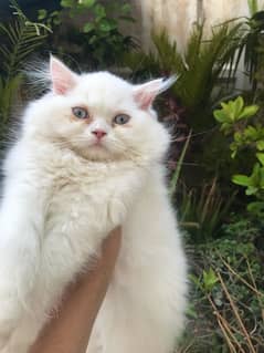 3 Months Old persian kitten blue eyes punch face long quote