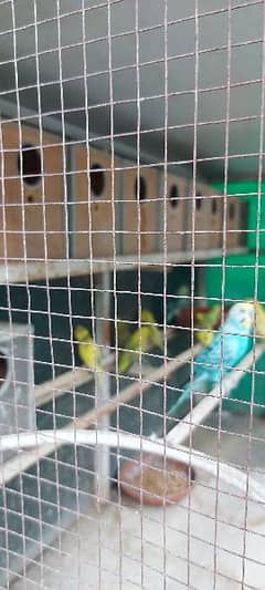 Cage  Birds Cage   Iron Cage   Pinjra   Parrot Cagr   پرندوں کا پنجرا