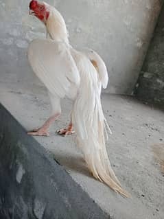 White Heera indian parrot beak long tail