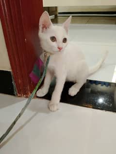 Pure Persian Kitten Single Coated