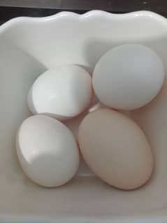 australorp fertilize eggs