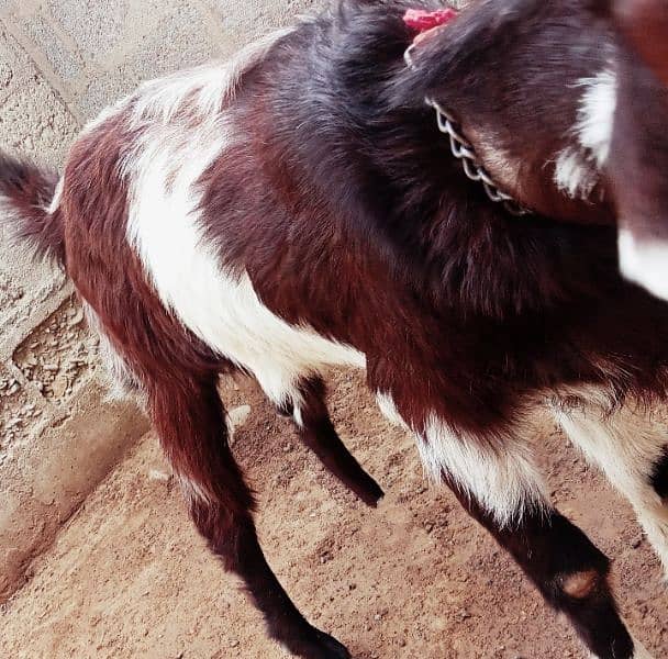 BAKRI GOAT FOR SELL 1