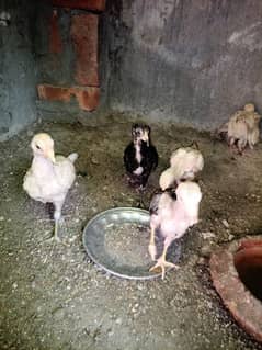 pure vietnam 2 females and chicks for sale
