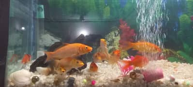 All 11 fishs urgently sale please serious buyer can contact only