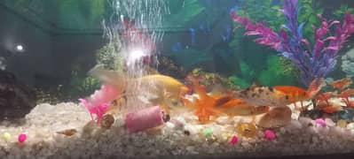 All 11 fishs urgently sale please serious buyer can contact only