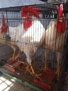 3 hens/cocks