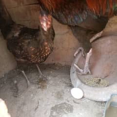 pure desi eggs lying pair for sale . . . 03070405686