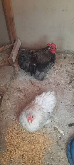 Cuchin Pair Hen laying eggs