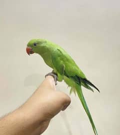 love birds | Breeder pair | Albino red eye | parblue split ino |parrot 0
