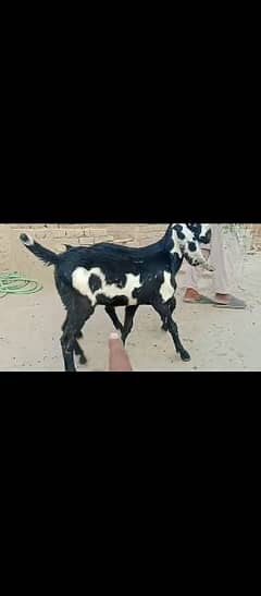 goats for sale age 3.5 months