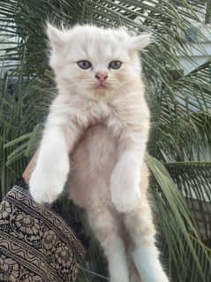 playful and active Persian kittens