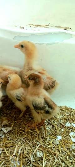 golden buff chicks