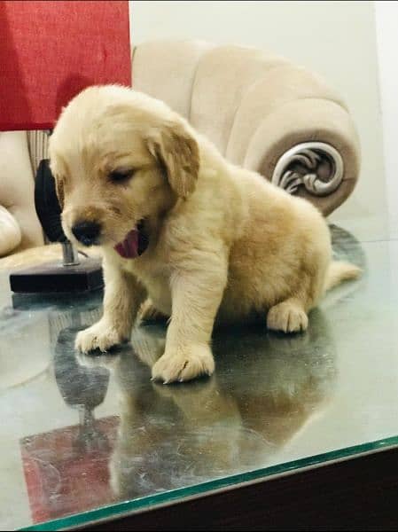 Golden Retriver puppy for sale 1