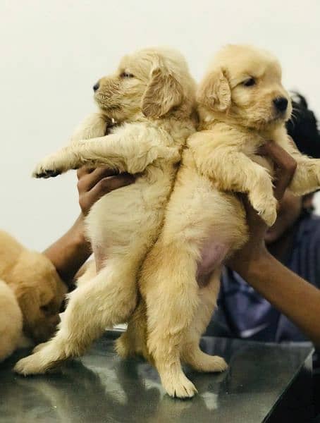 Golden Retriver puppy for sale 4