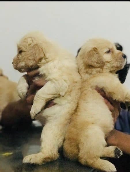 Golden Retriver puppy for sale 6
