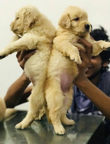 Golden Retriver puppy for sale 8