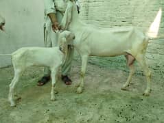 goats fimail+ ak bacha bakra