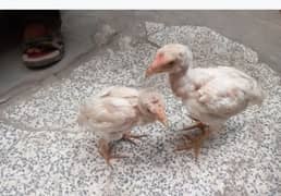 aseel Heera chicks pair