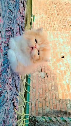 purshion Near tou peke Bhalo kitten for Sale