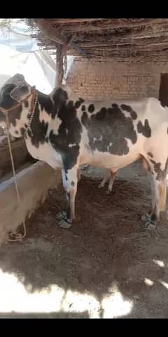 Bull for sale Qurbani 2024