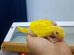 Yellow ring & blue neck chicks available
