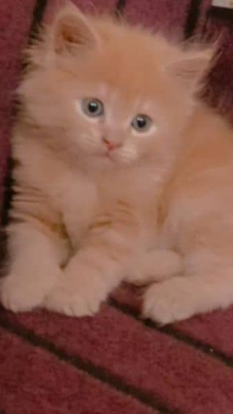 Royal Persian male cat 1