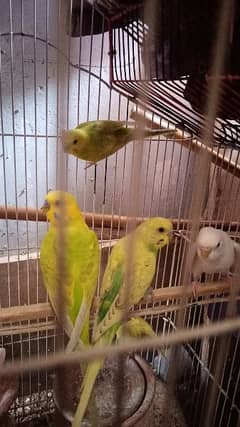 7 parrots