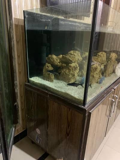 fish with kdm with stones for sale 03234870068