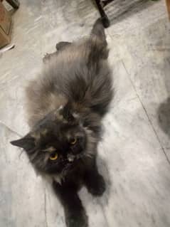 Maine coon female cat for sale