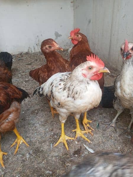 RIR   6 MONTHS ROOSTER MALE AVAILBLE 4 PIECE. 7