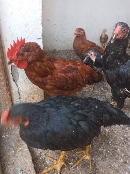 RIR   6 MONTHS ROOSTER MALE AVAILBLE 4 PIECE. 9