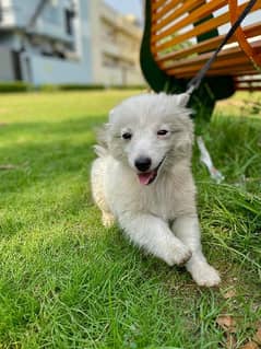 Pair of Samoyed puppies for sale