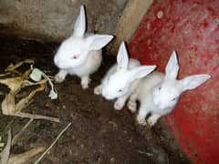 Rabbit Kids 7 pieces just Rs 1000