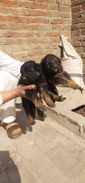 gsd puppy double cot 6