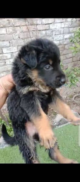 gsd puppy double cot or 35 days 1
