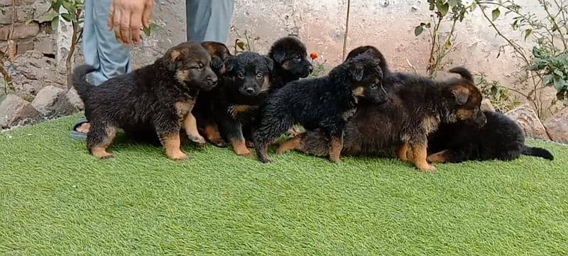 gsd puppy double cot or 35 days 2
