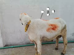 sheep for sale | goat | chatra | Desi chatra