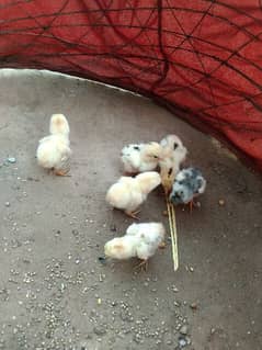 pour meyawali Aseel chicks for sel