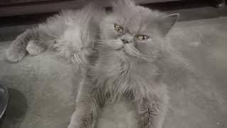 Grey Persian Cat Female