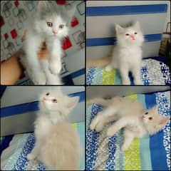 persion kittens for sale